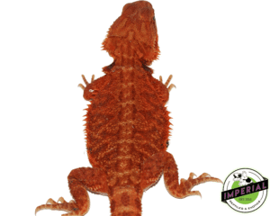 "SCARLET WITCH" RED TRANSLUCENT BEARDED DRAGON FEMALE