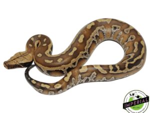 RED BLOOD PYTHON BABY