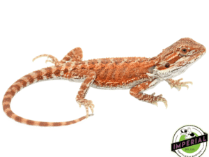 RED HYPO BEARDED DRAGON BABY MALE
