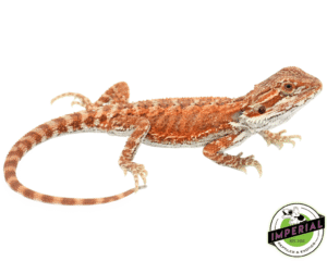 RED HYPO BEARDED DRAGON BABY MALE