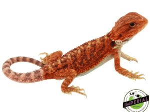 RED HYPO TRANSLUCENT BEARDED DRAGON BABY FEMALE