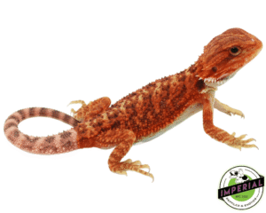 RED HYPO TRANSLUCENT BEARDED DRAGON BABY FEMALE