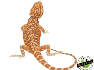 RED LEATHER TIGER BEARDED DRAGON BABY FEMALE