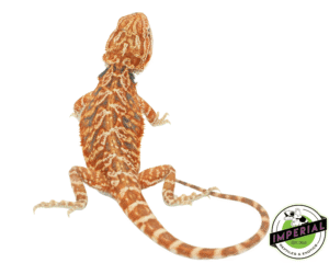 RED LEATHER TIGER BEARDED DRAGON BABY FEMALE