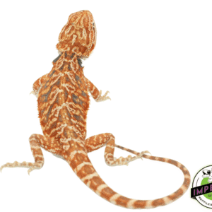 RED LEATHER TIGER BEARDED DRAGON BABY FEMALE