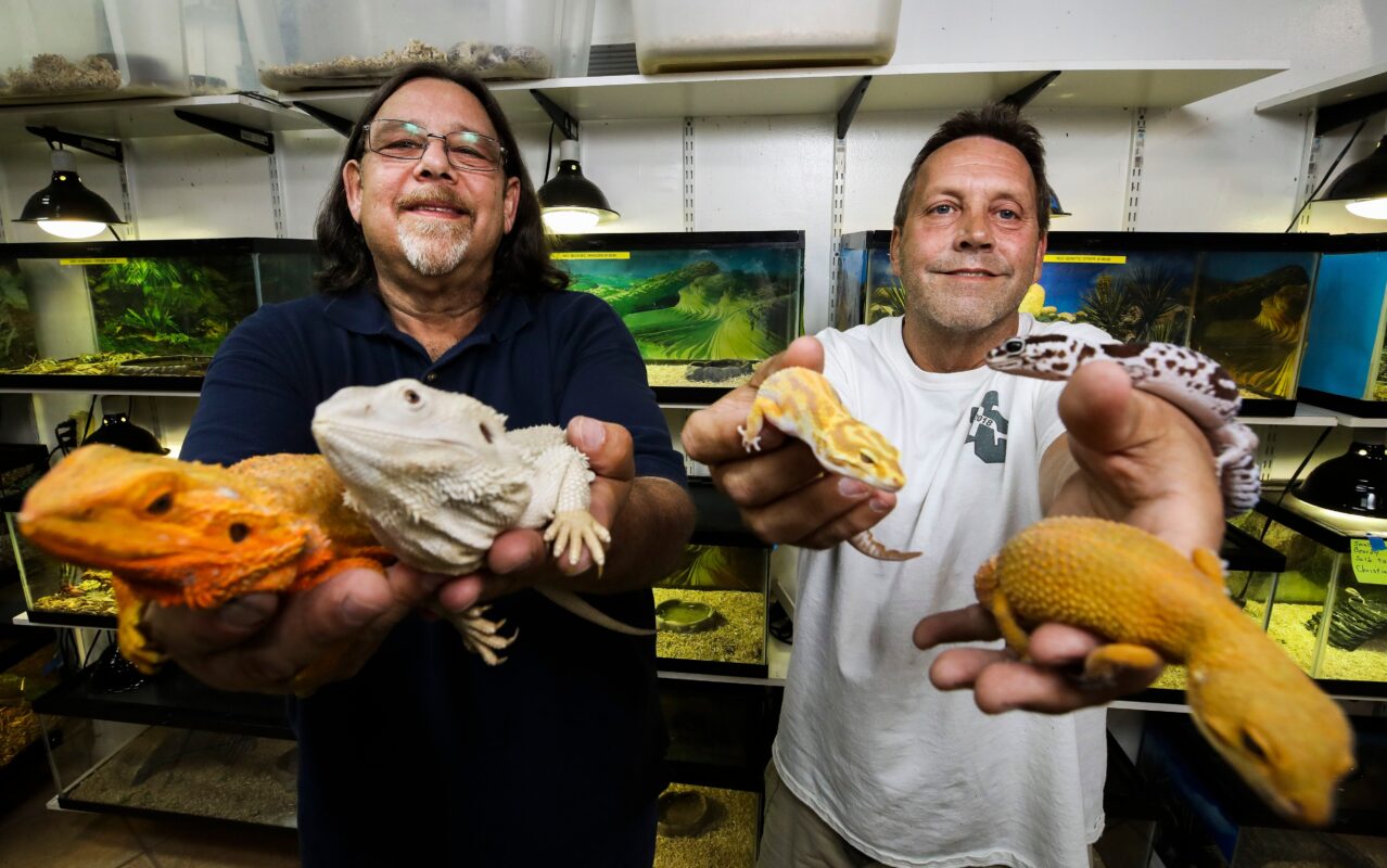 Reptiles For Sale Online