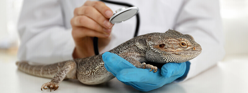 Safe reptiles for sale online with live arrival guarantee”
