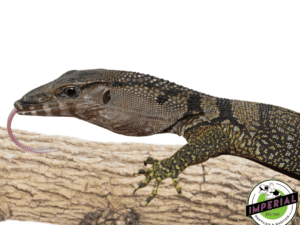 BABY BLACK ROUGHNECK MONITOR