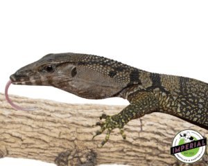 BABY BLACK ROUGHNECK MONITOR