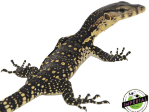 CB WATER MONITOR BABY