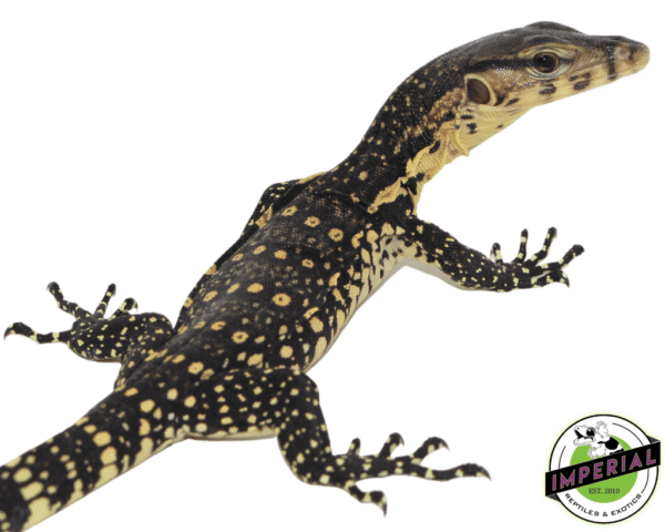 CB WATER MONITOR BABY