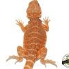 SUNRISE HYPO BEARDED DRAGON FEMALE