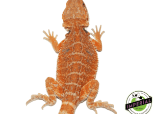 SUNRISE HYPO BEARDED DRAGON FEMALE