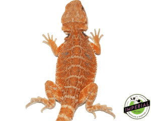 Breaded Dragons for sale