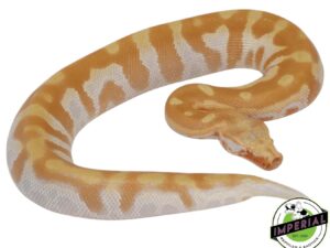 Albino Blood Python for Sale—Captive-Bred