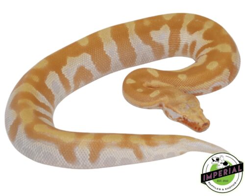 Albino Blood Python for Sale—Captive-Bred