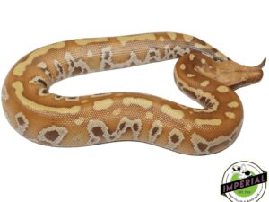 T+ ALBINO BLOOD PYTHON