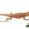 LEATHERBACK TANG HYPO BEARDED DRAGON MALE