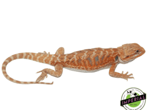LEATHERBACK TANG HYPO BEARDED DRAGON MALE