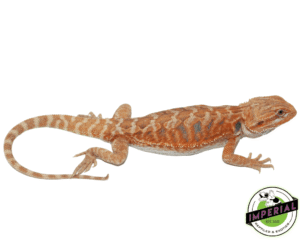 LEATHERBACK TANG HYPO BEARDED DRAGON MALE