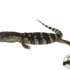 CB WHITE THROAT MONITOR BABY