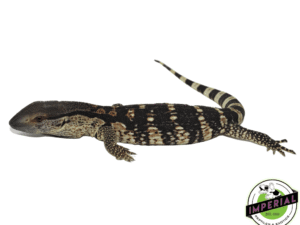 CB WHITE THROAT MONITOR BABY