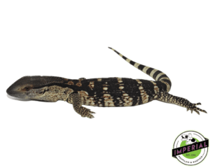CB WHITE THROAT MONITOR BABY