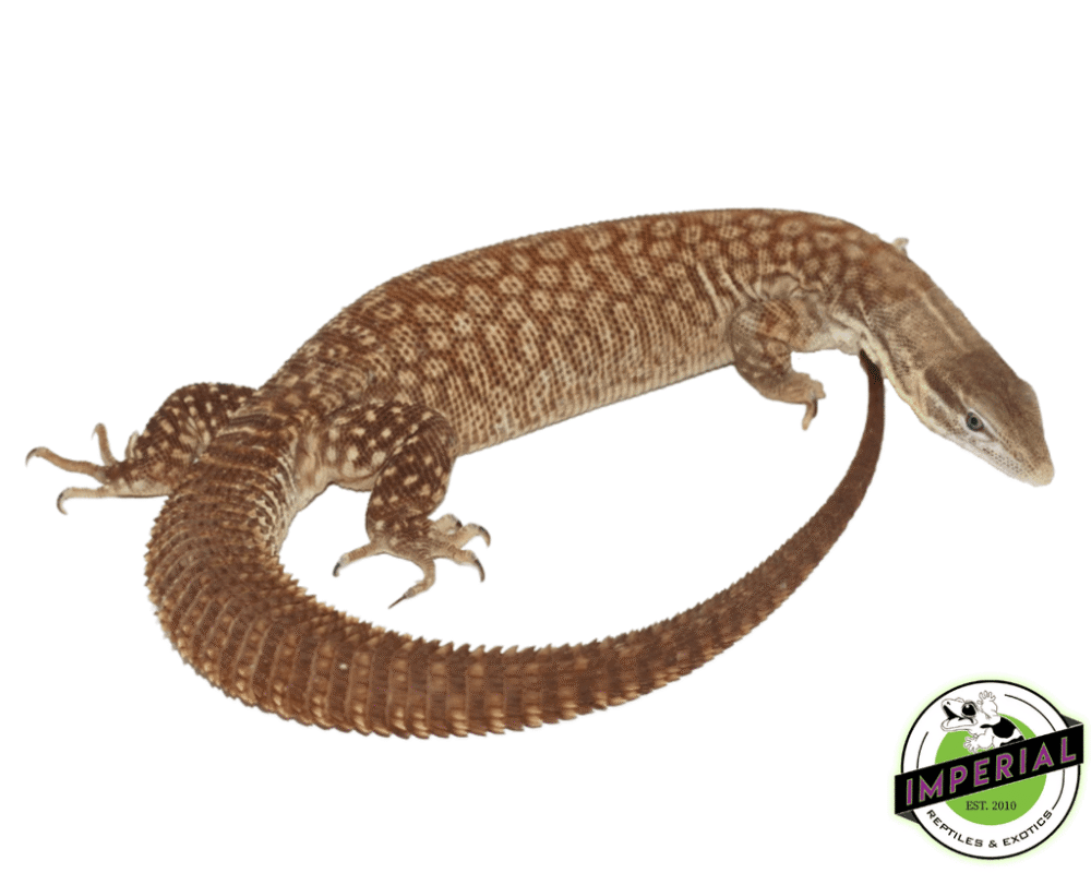 Ackie monitor for sale – exotic reptile online”