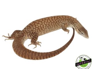YELLOW ACKIE MONITOR ADULTS