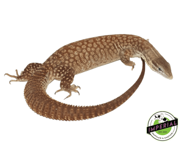 YELLOW ACKIE MONITOR ADULTS