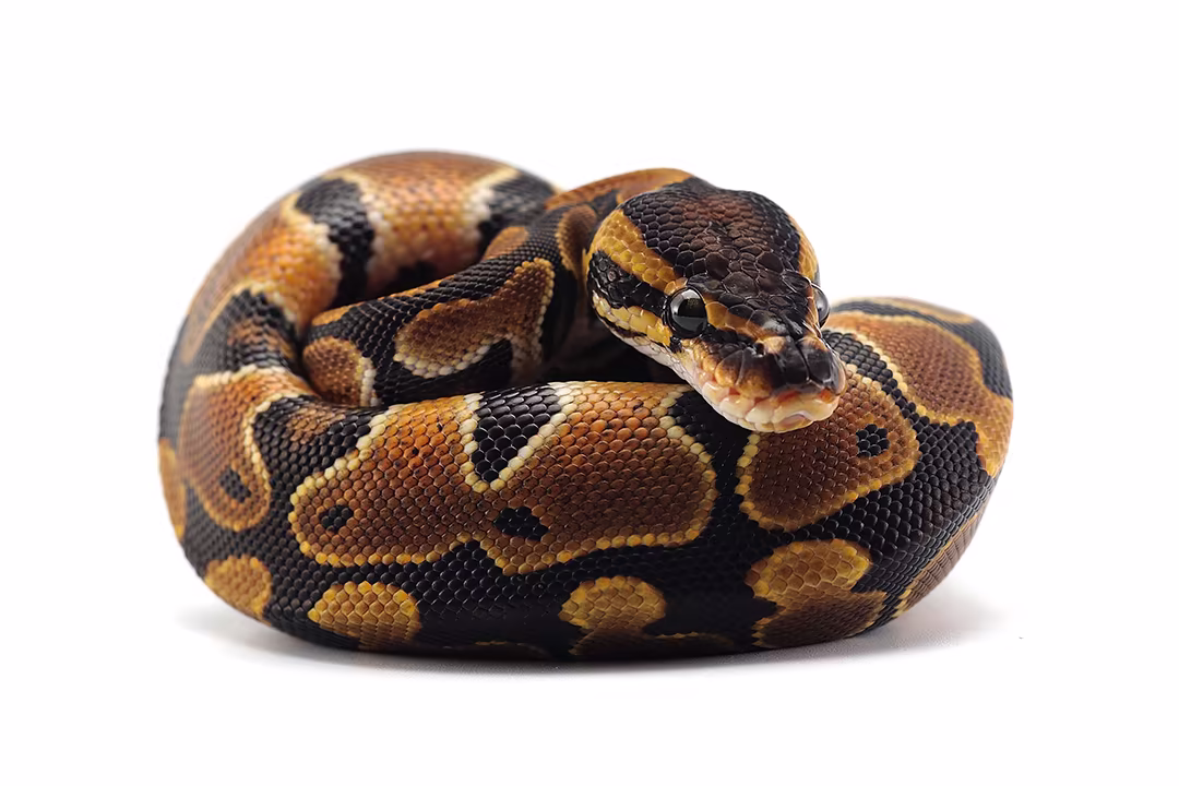 Ball Python for sale