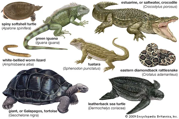 “Buy reptiles online – captive-bred ball pythons, bearded dragons, and monitors”