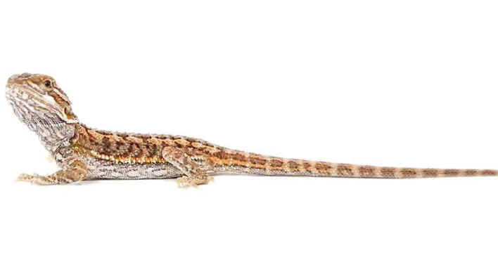 Buy Reptiles online