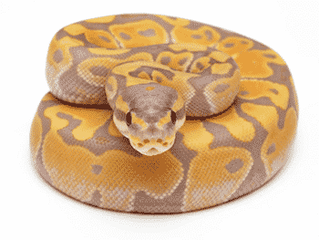 Ball python for sale – captive bred snake from Imperial Reptile Shop”