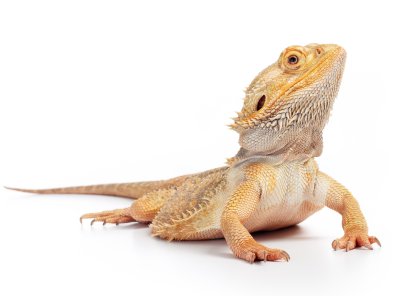 reptiles for sale online