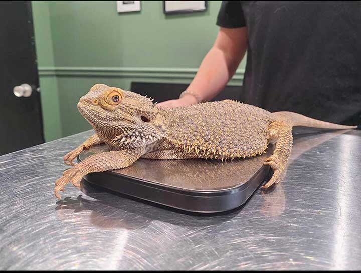 Imperial Reptile Shop – trusted online reptile store”