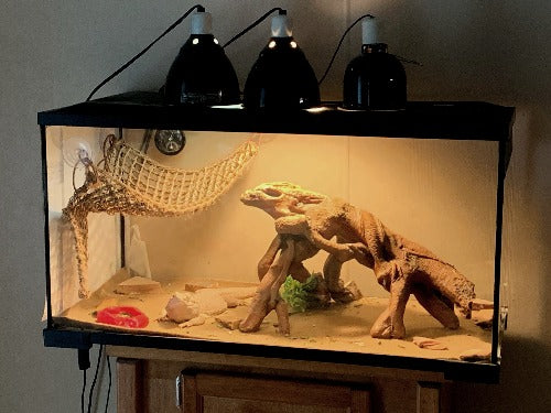 Bearded dragon terrarium setup – reptile care tips”