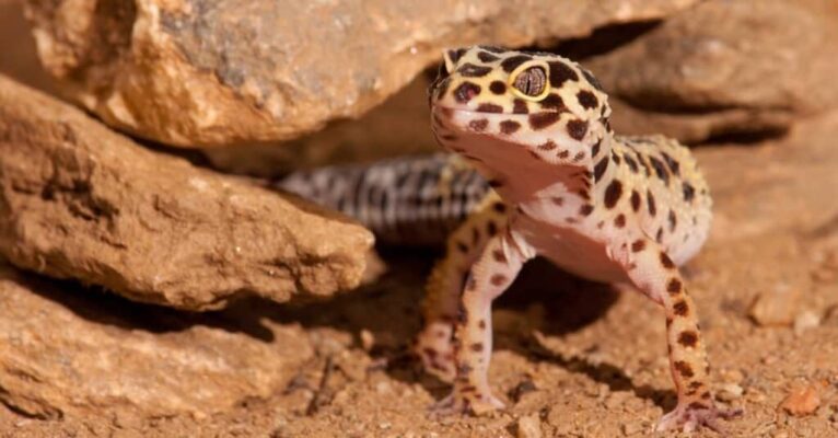 Leopard gecko – beginner reptile for sale online”